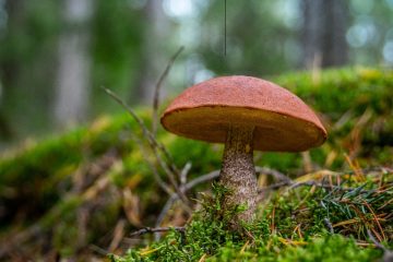 Health Benefits Of Psilocybin Mushrooms