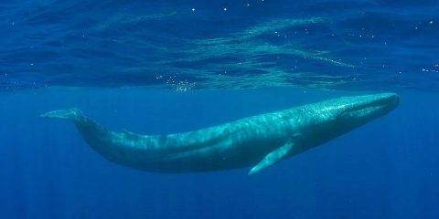Blue Whale Bitten In Half 2021