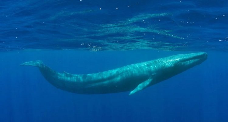 Blue Whale Bitten In Half 2021